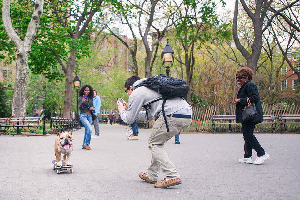 a man taking a photo of a dog riding a skateboard