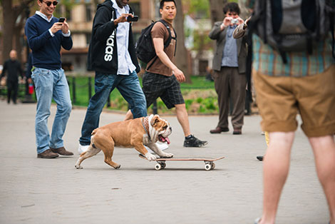 a dog riding a skateboard