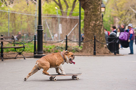 a dog riding a skateboard