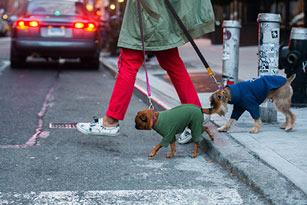 dogs walking