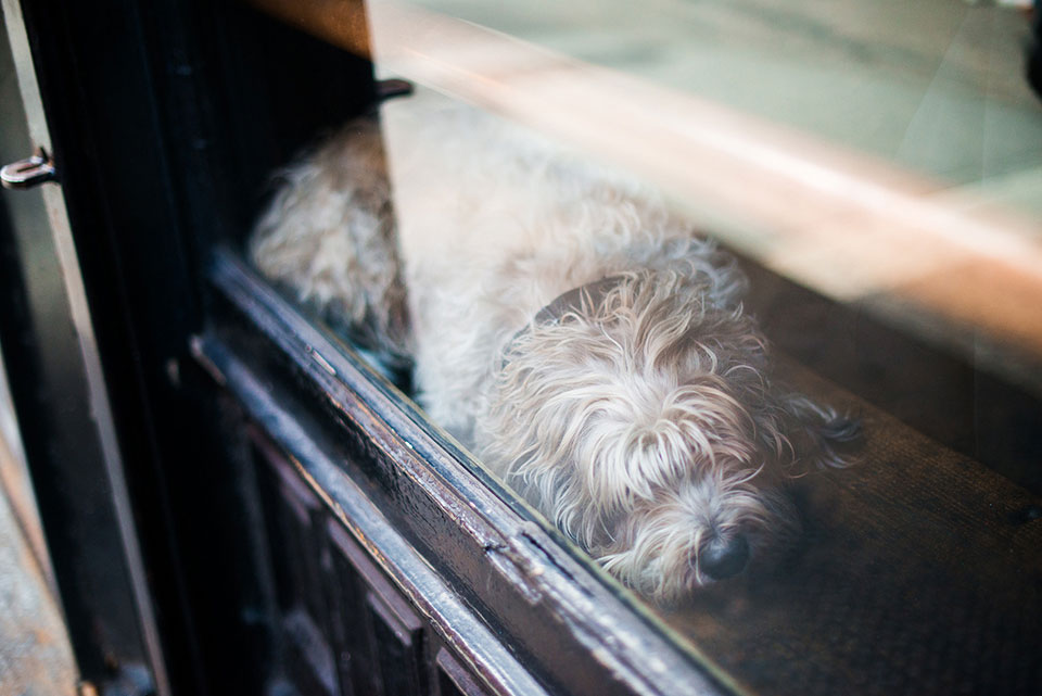 a dog sleeping