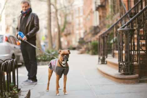 dog with their owner