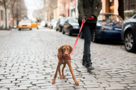 dog with their owner