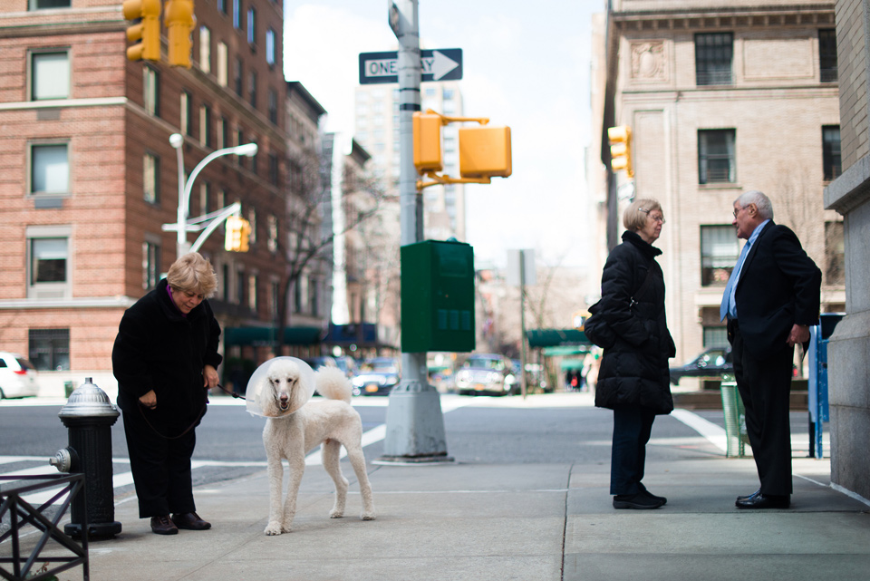 a dog and his owner