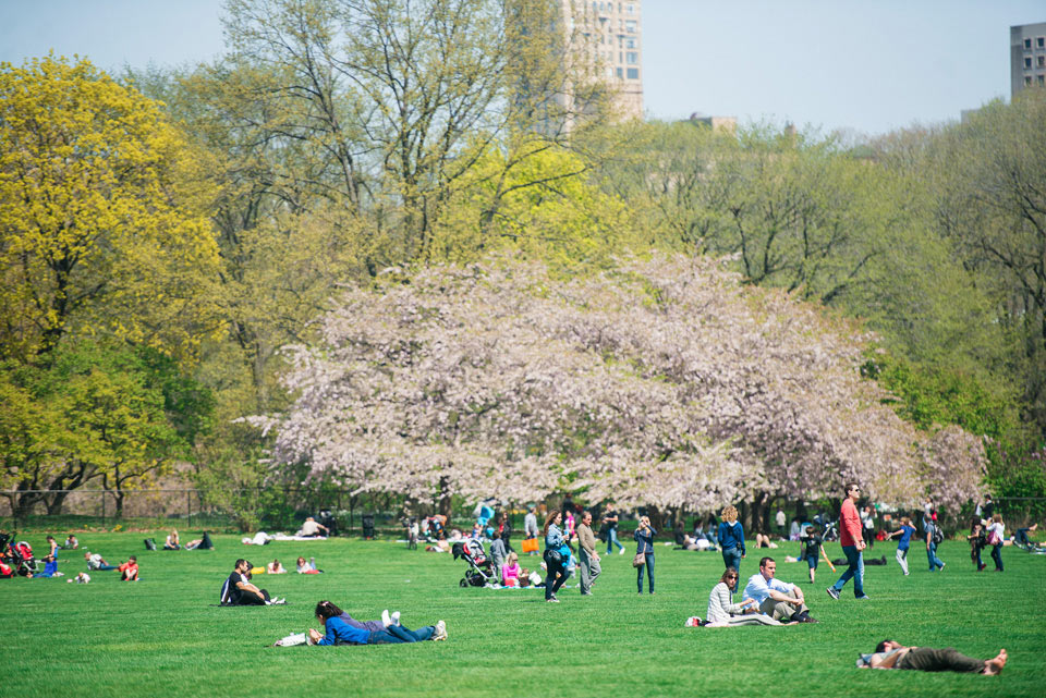 green field with people